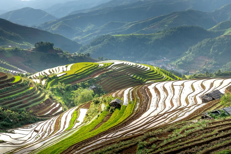 two rows of rice being planted in an agricultural area