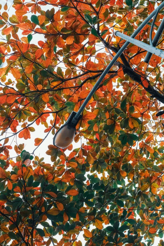 tree nches with light bulbs hanging from them