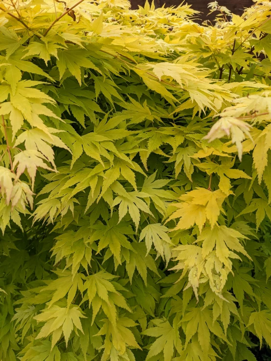 several leaves on a bush are yellow and green