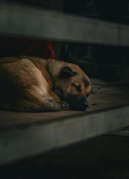 there is a brown dog that is sleeping