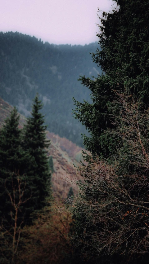 a wooded hillside with pine trees and a mountain in the distance