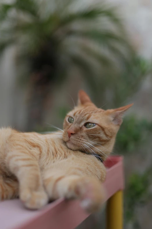 an orange cat is lying on top of a pink table