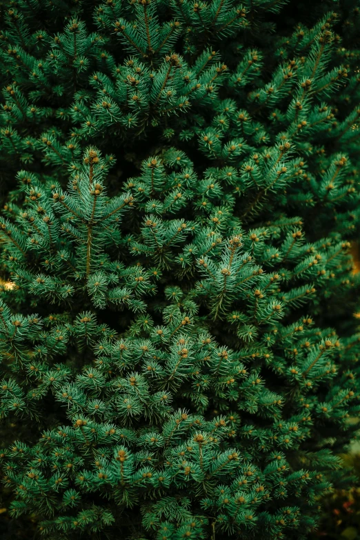 a pine tree is shown from above