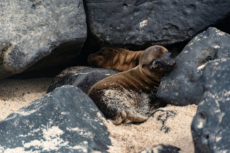 a baby seal sits between two large rocks