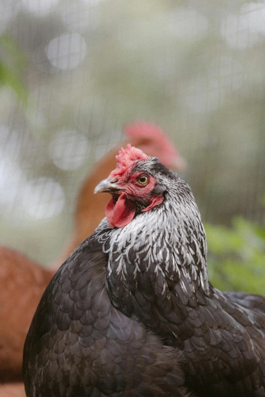 a large, black chicken with a red head on its face