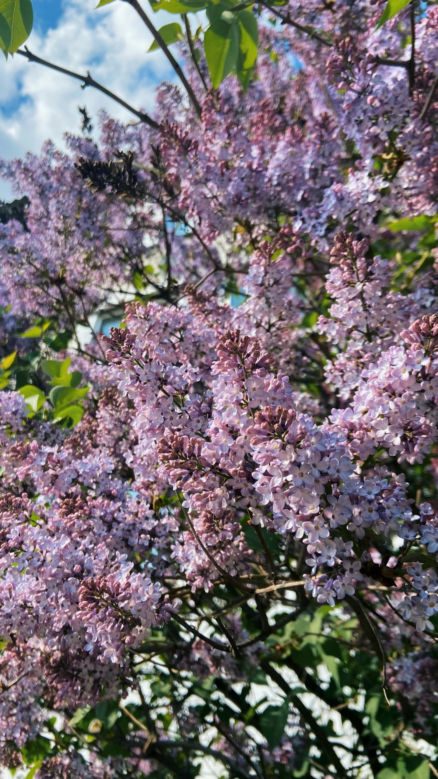 a large bush with purple flowers growing on it