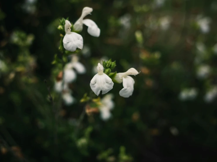 white flowers with green leaves behind them