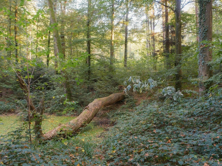 the ground is covered with grass and dead leaves