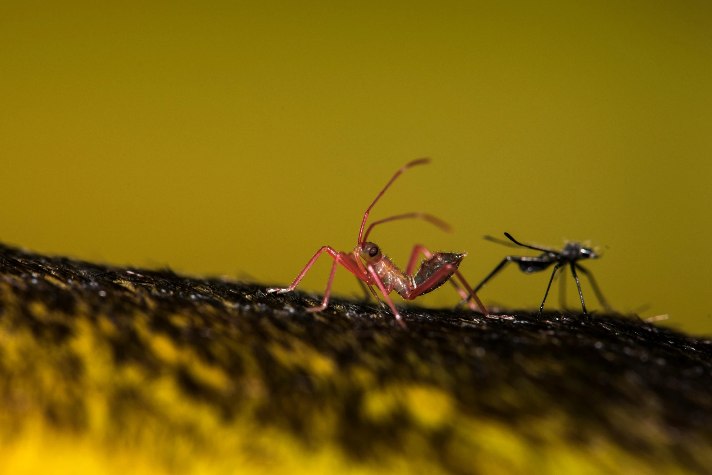 an insect and another insect are standing next to each other