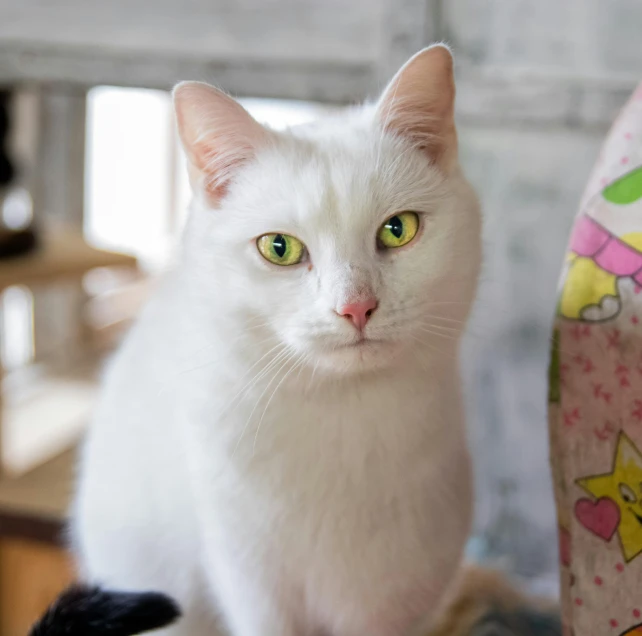 a cat sitting next to an up close picture