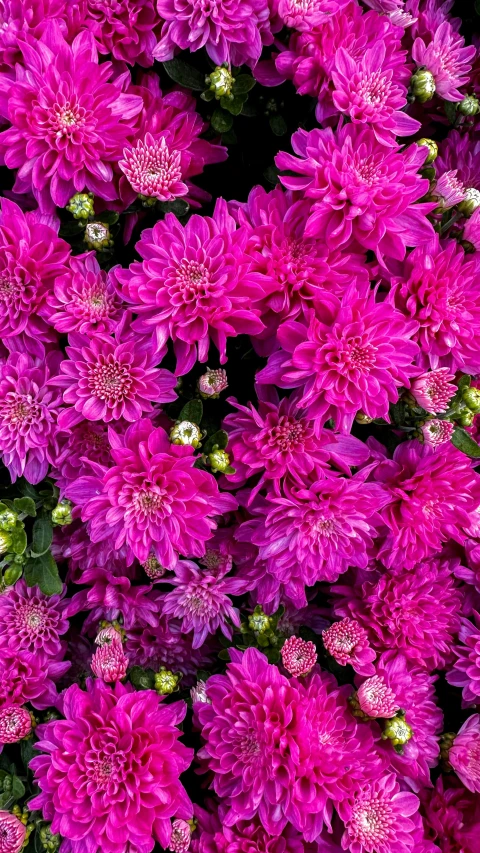 an overhead view of pink flowers in the midst of purple foliage