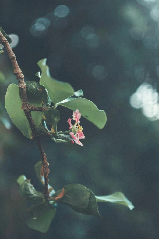 small pink flower on a nch in a forest