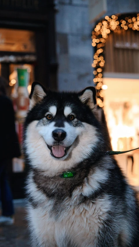 a husky dog that is looking at soing outside