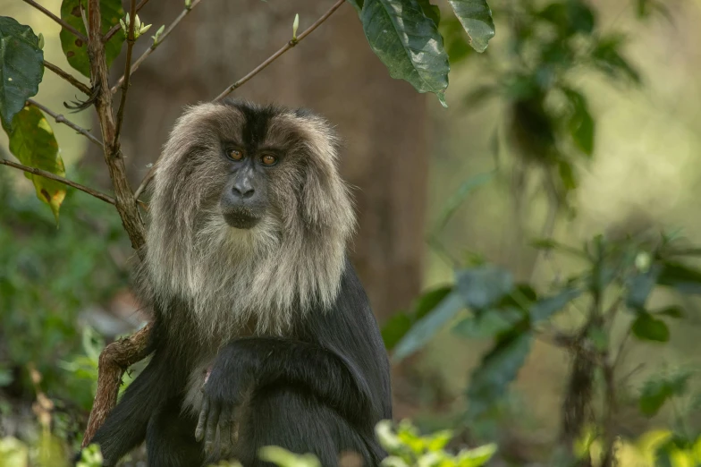 a brown and black monkey sitting on top of a tree