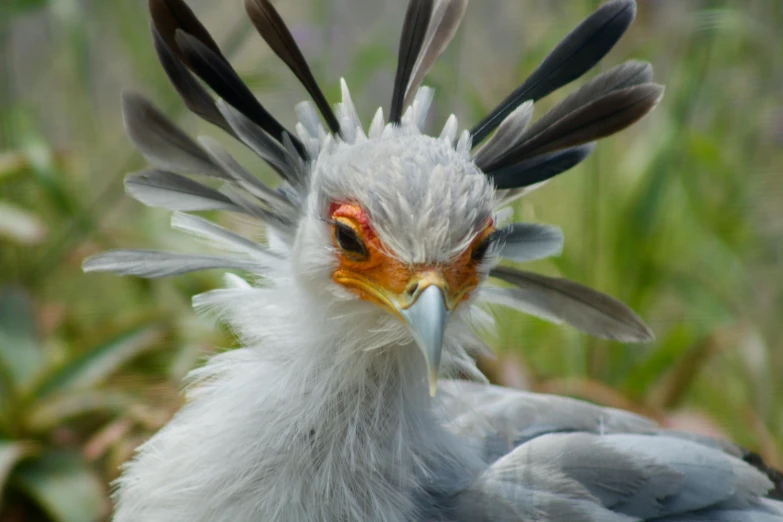 a bird with a colorful headdress and feathers is walking through the grass