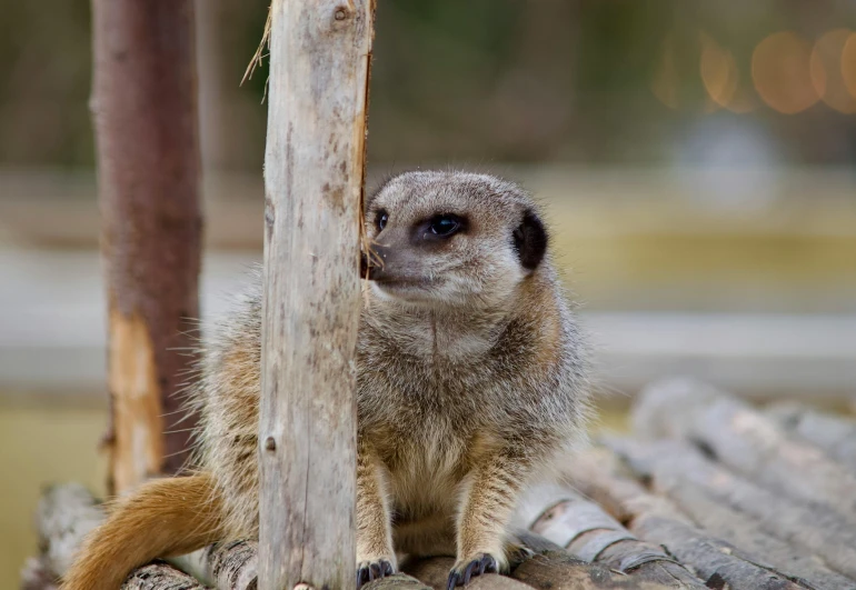 a close up of a small animal on the ground