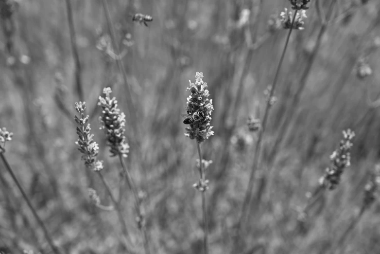 a couple of flowers that are standing up