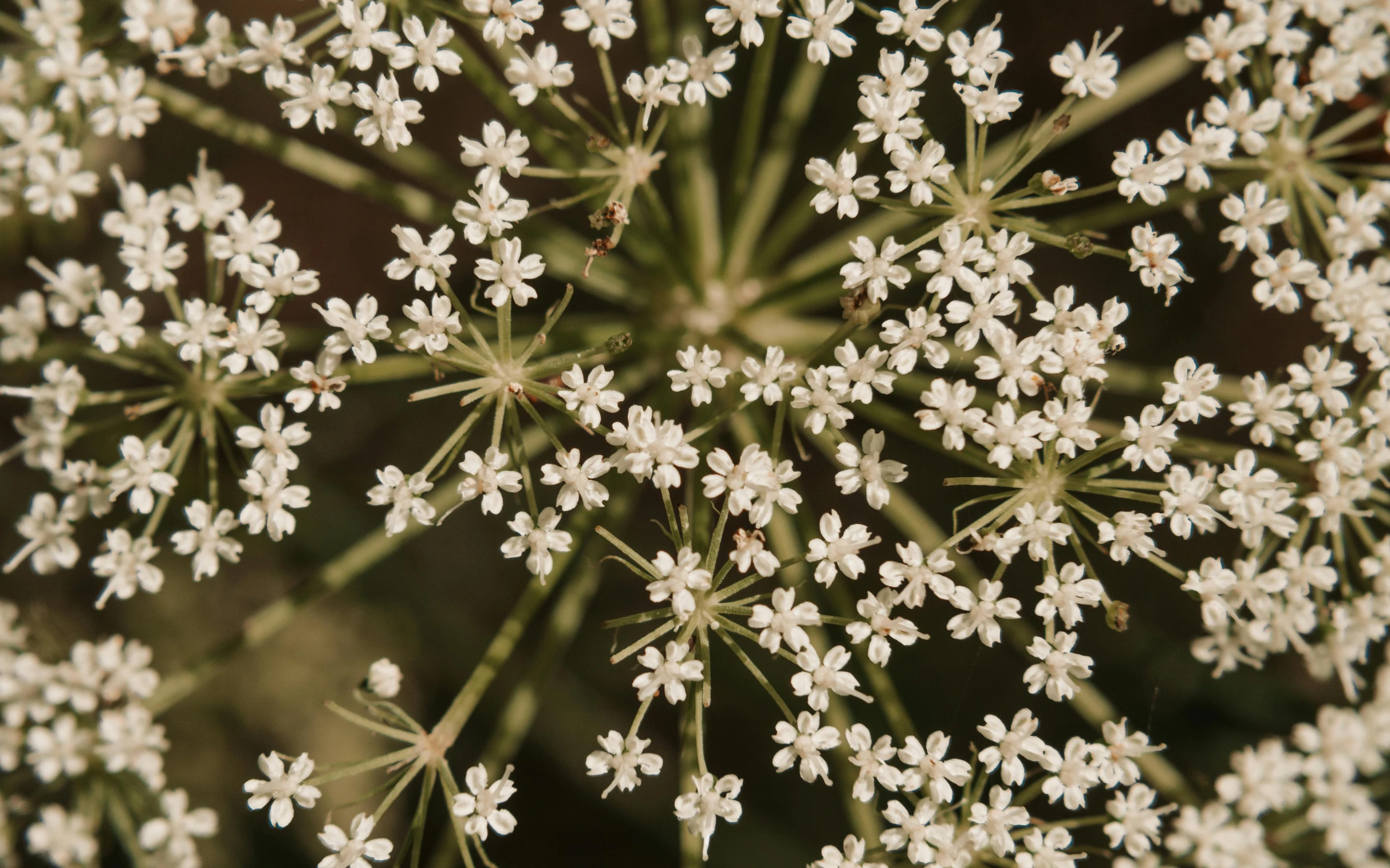 a closeup image of a white flower