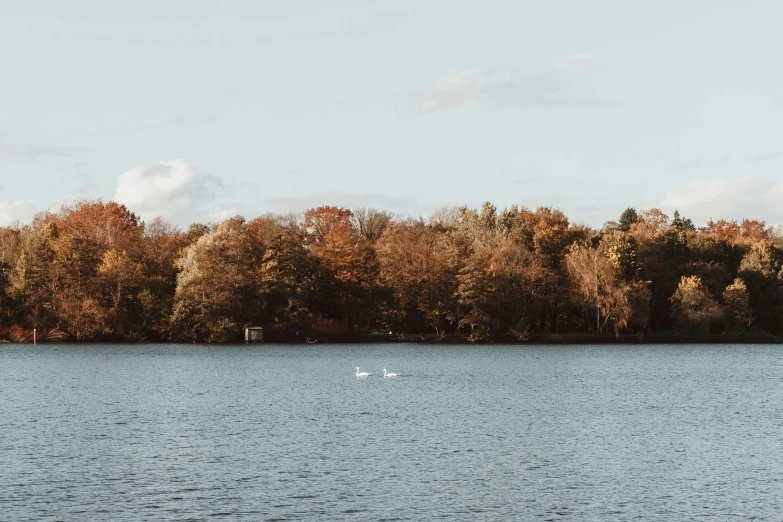 a large body of water surrounded by tall trees