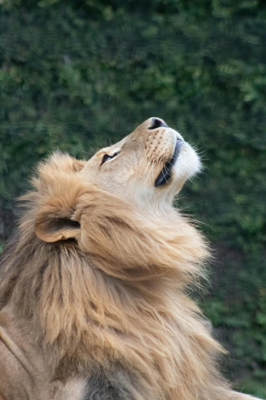 a close - up of the head and shoulders of a lion in front of a background of green leaves