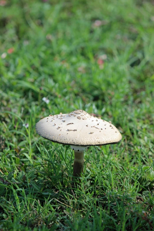 a mushroom that is standing in the grass