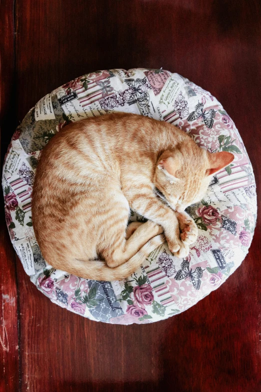 cat curled up sleeping on round floral cloth