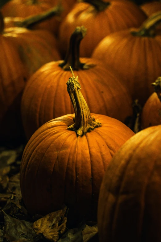 there are many pumpkins all grouped together