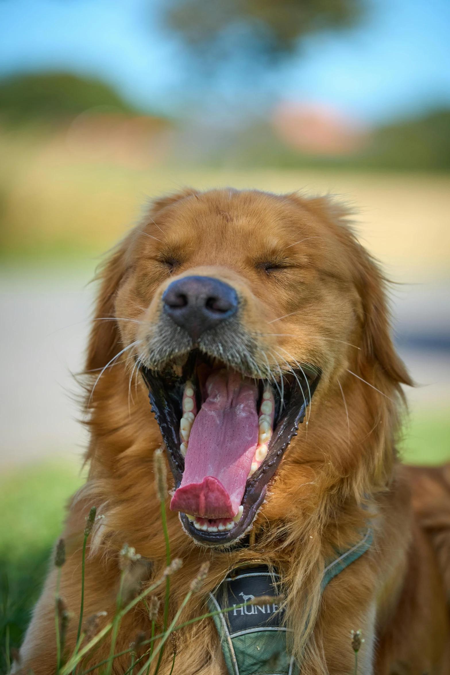 a golden retriever dog laying in a field with his mouth open