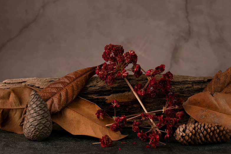 a nch and some leaves with cones and a stone