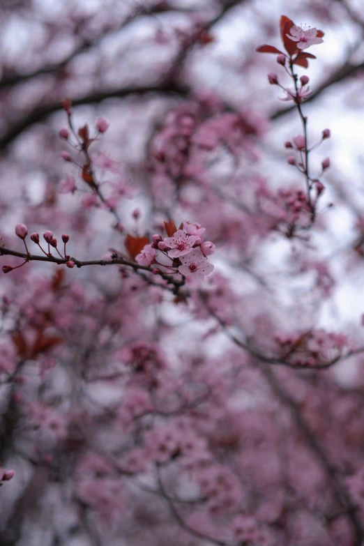 pink blossoms on the nches of a tree