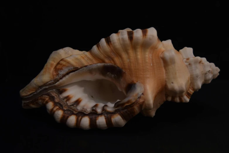 a close up of a sea shell on a black background