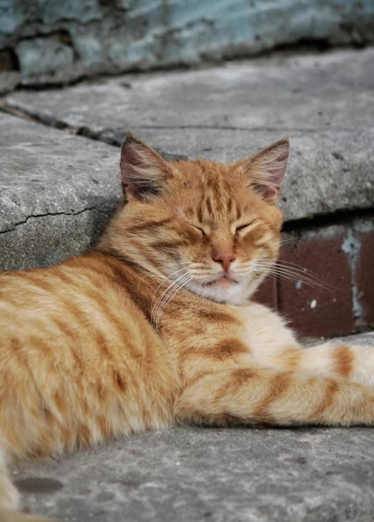 a cat that is laying down on the ground