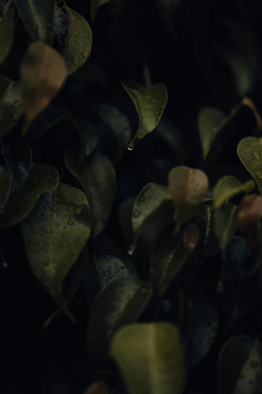 a leafy tree with water drops in the dark