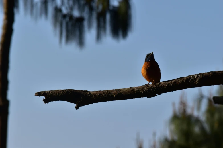 a small bird perched on a nch in a tree