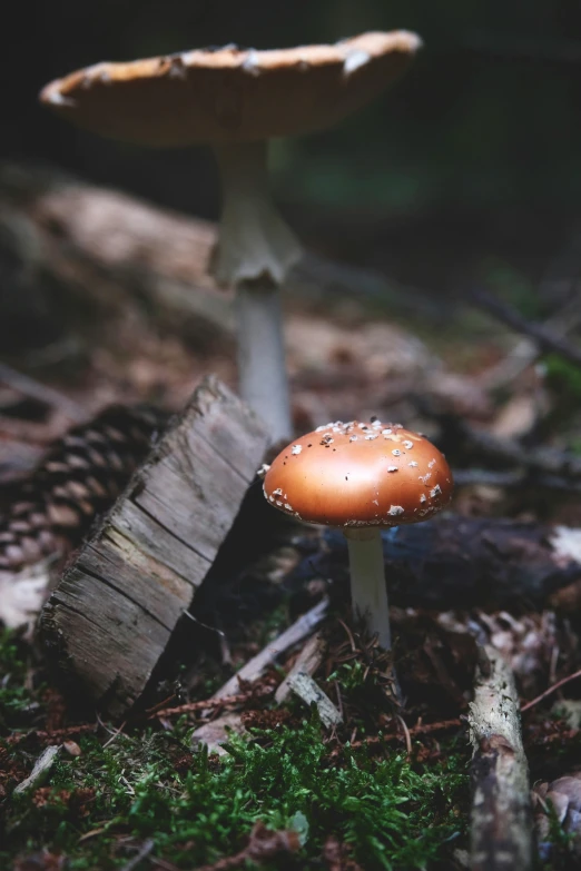 small, brown mushroom growing in the ground next to a log