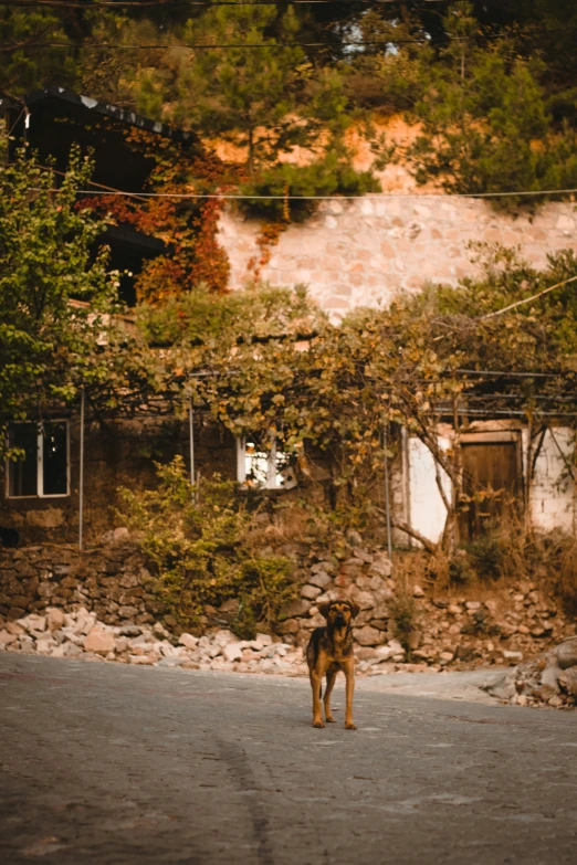 a dog is on the street near a building