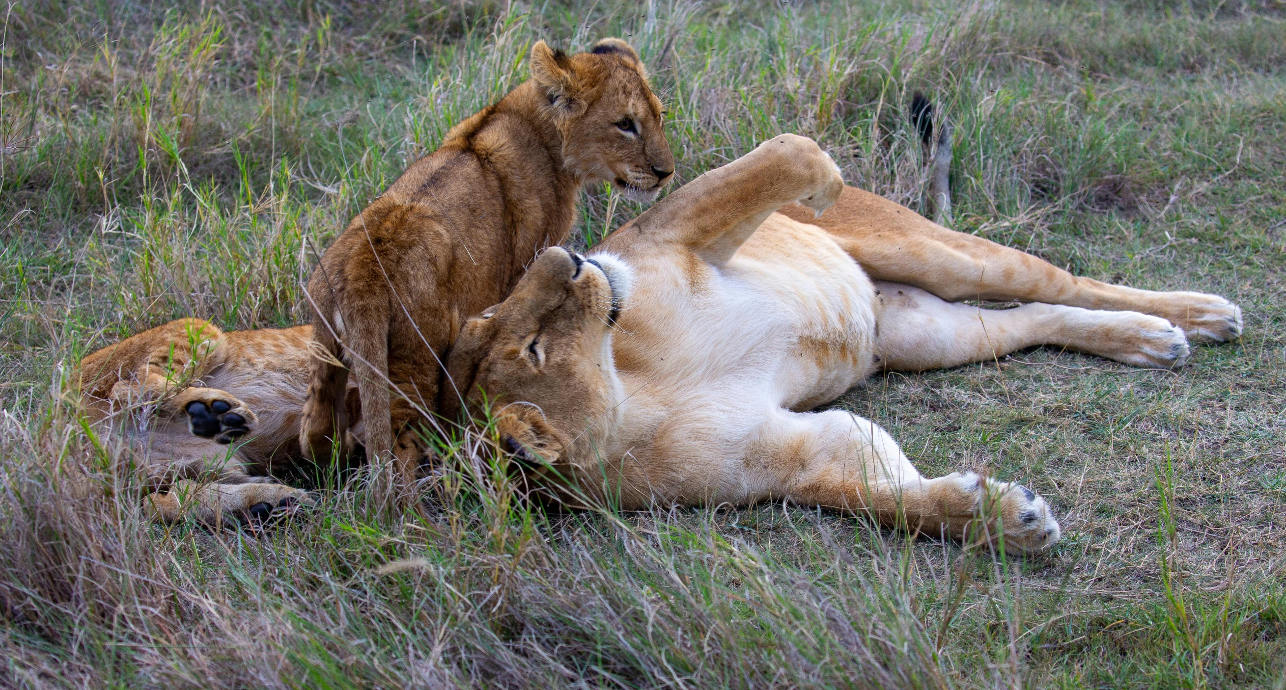 the lion is showing his strength in the field with its cub