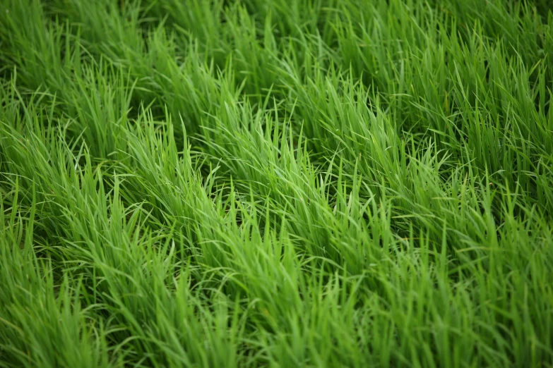 green plant foliage with the first layer of grass growing on it