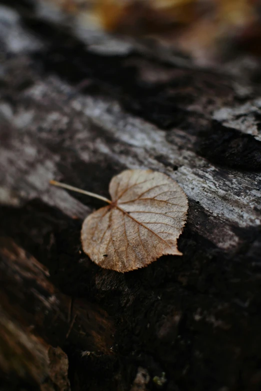 a leaf that is on a wooden surface