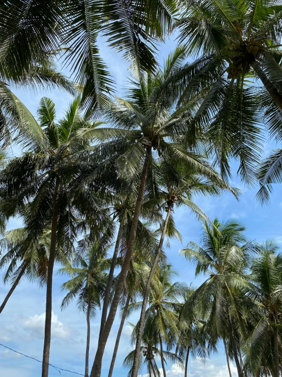 some palm trees water a white fence and some buildings