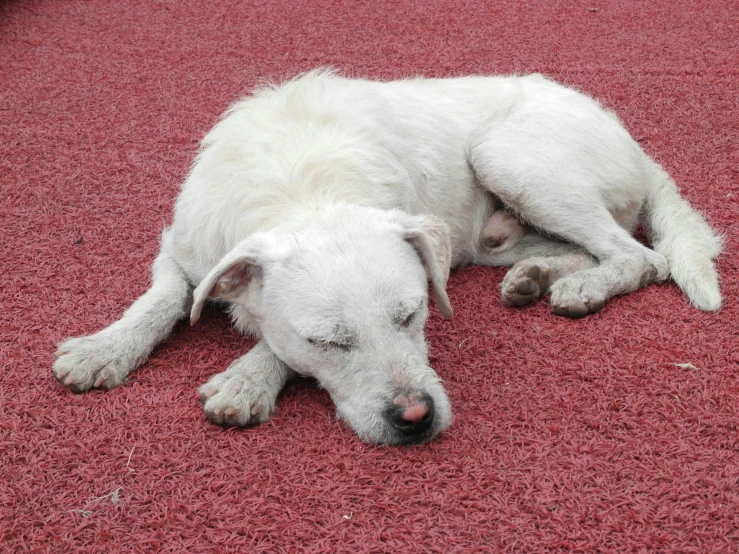 a white dog laying on the ground on a red carpet