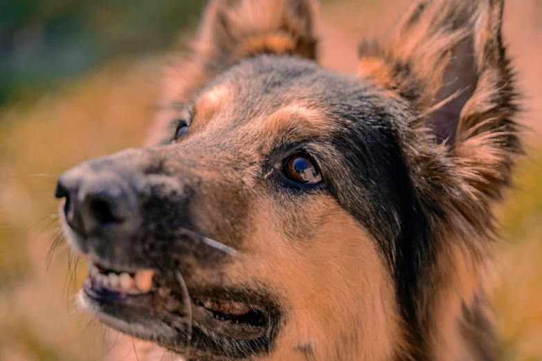 a dog looking at the camera with a very blurry face