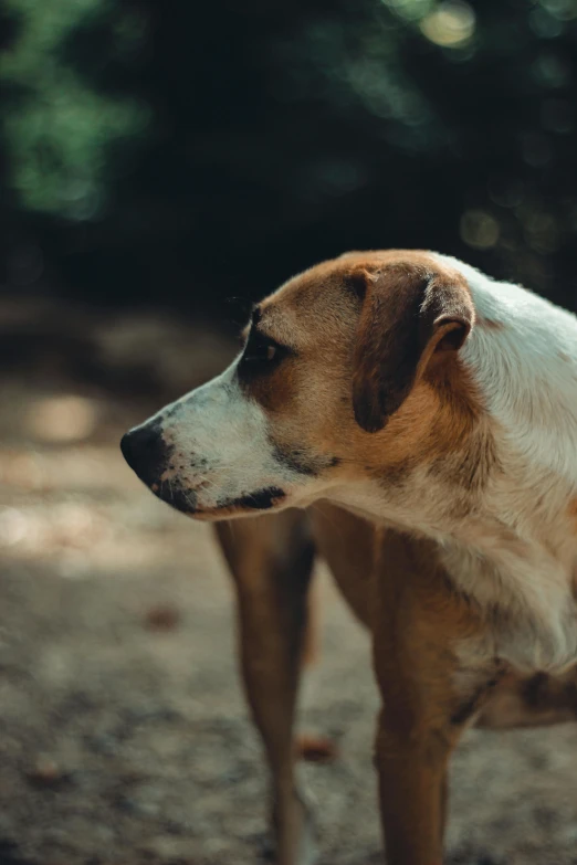 a brown dog standing on top of a dirt field