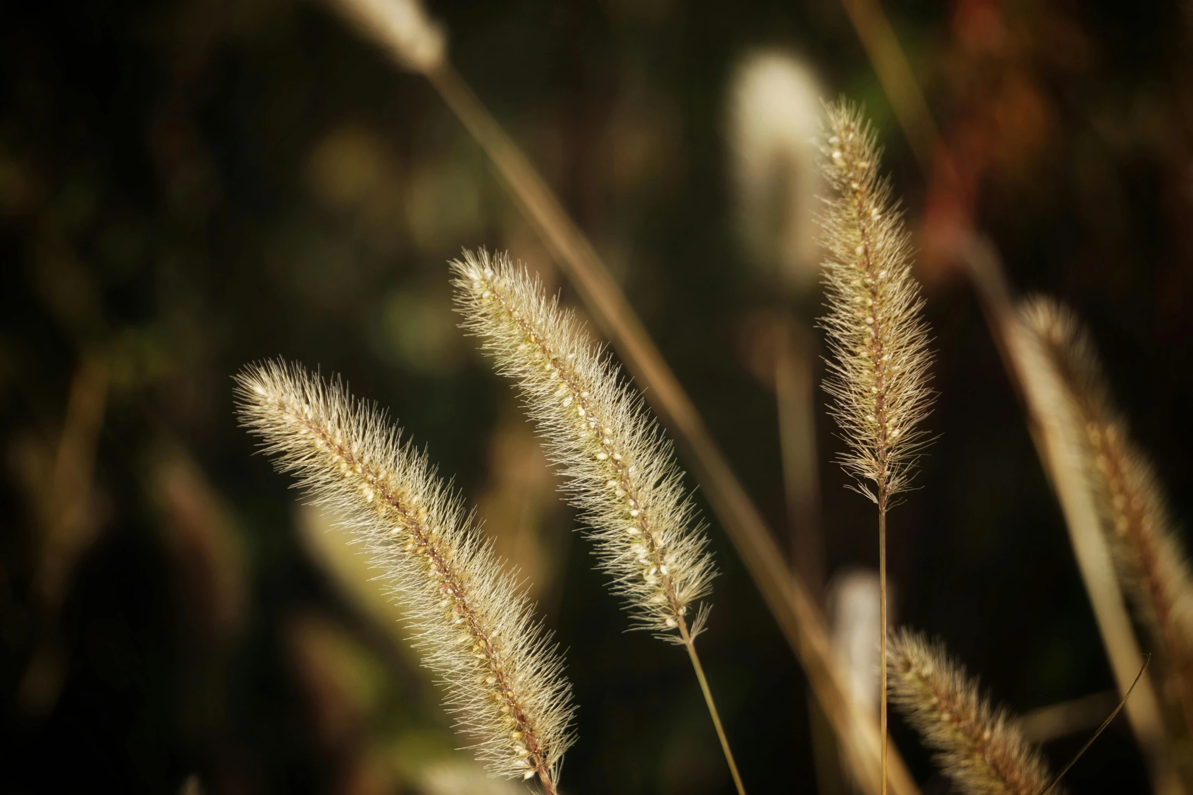 close up of a group of dry plants in the wind