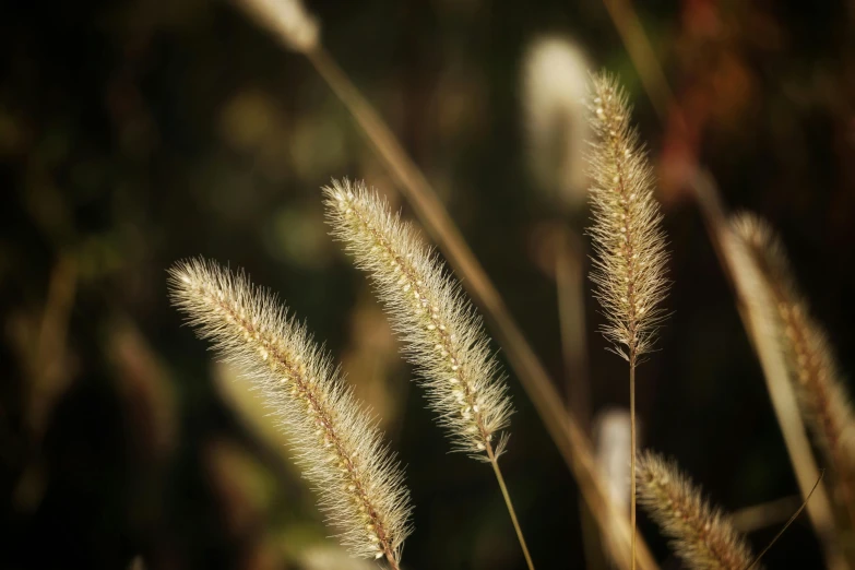 close up of a group of dry plants in the wind