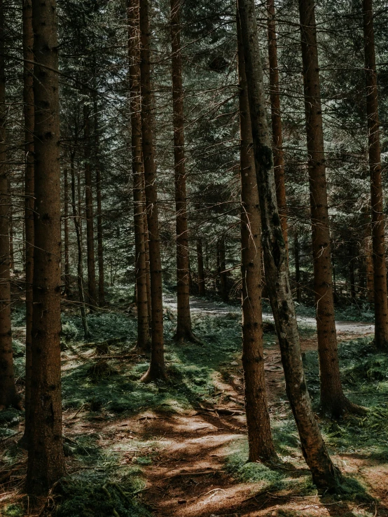 there is a path that can be seen through the woods