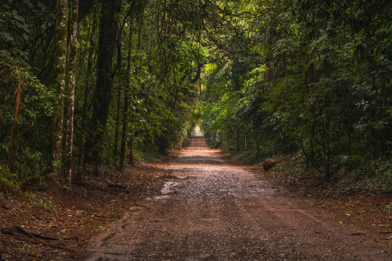 a dirt road with trees and trees growing on it