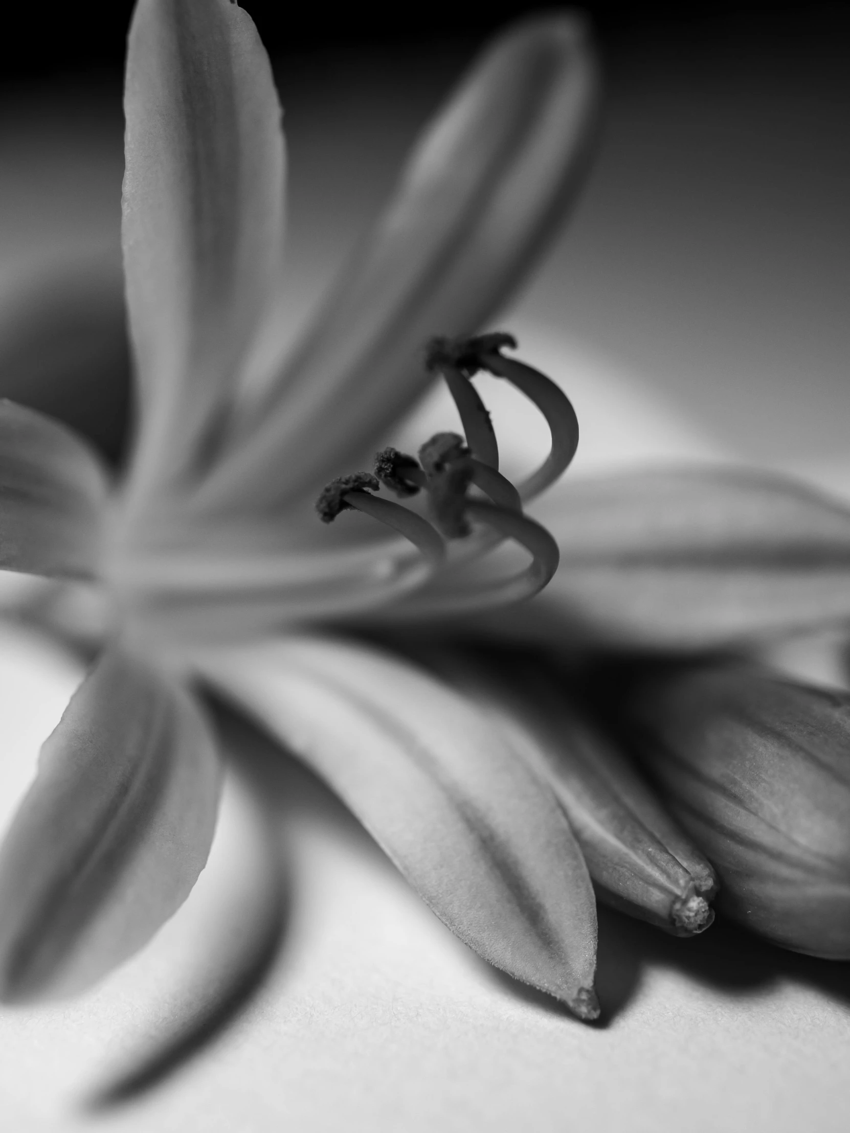 a flower that is on a table next to another flower