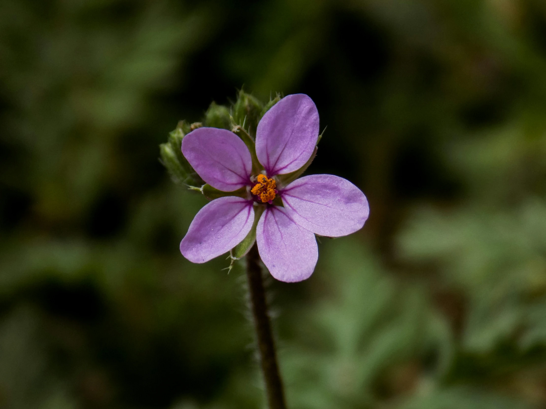 a purple flower is sitting in front of green leaves