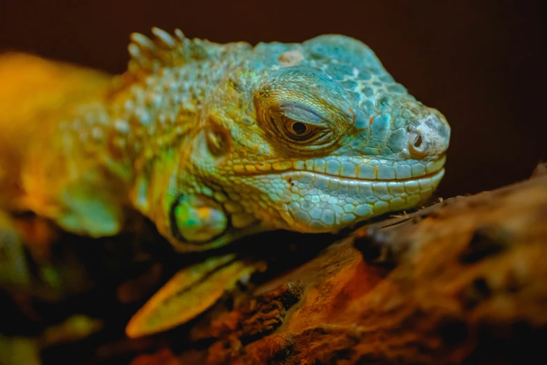 a small lizard is seen resting on some wood